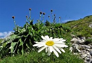 13 Margherita con fiordalisi rapontici